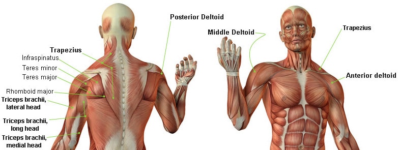 Shoulder Muscle Group 83